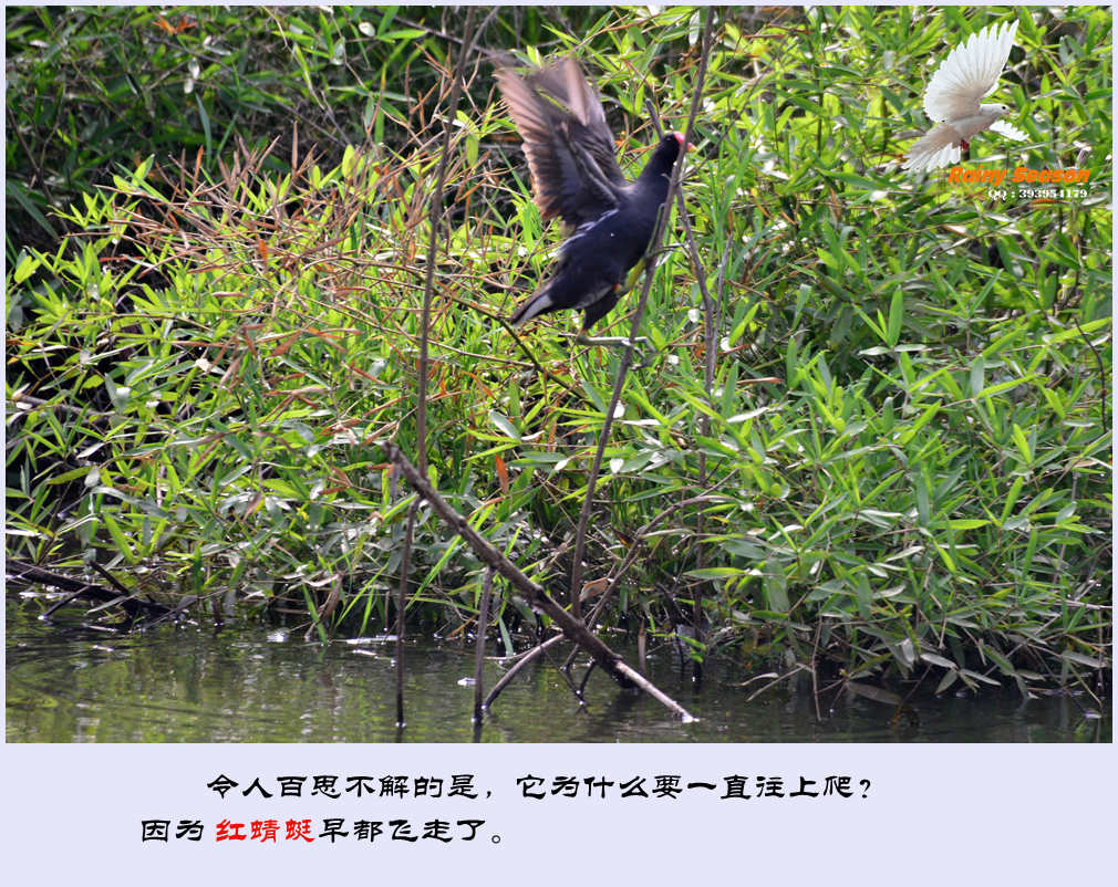 DSC_3895—黑水鸡_副本.jpg