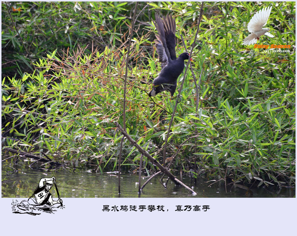 DSC_3892—黑水鸡_副本.jpg