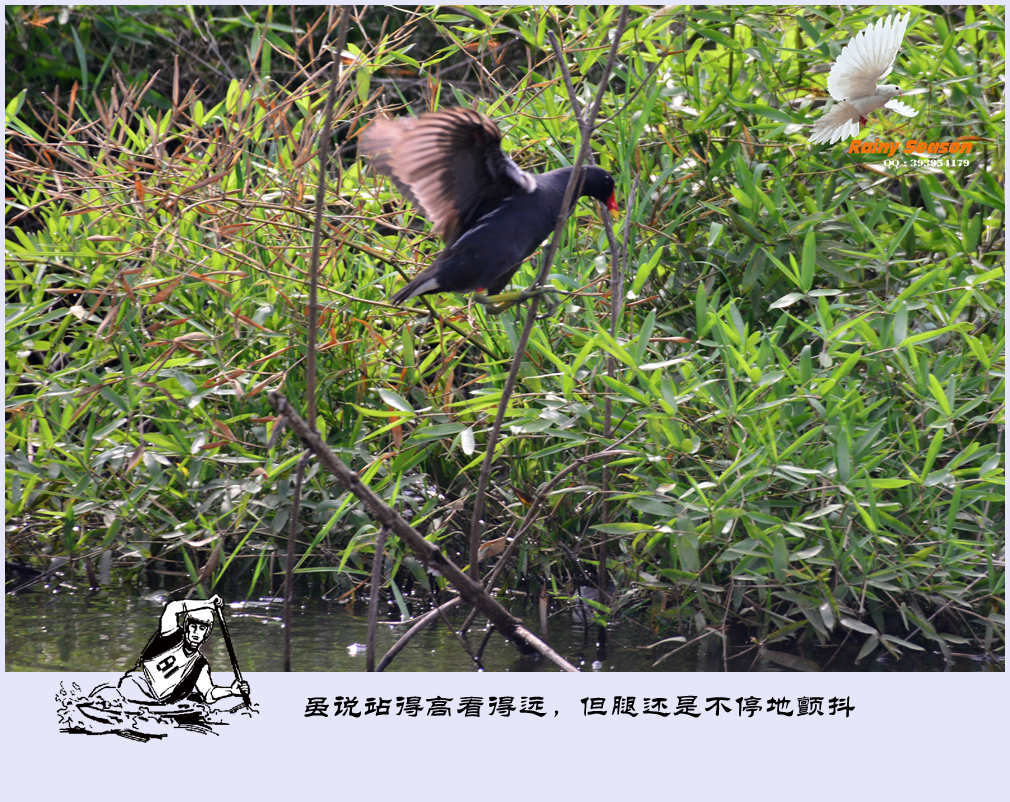 DSC_3893—黑水鸡_副本.jpg