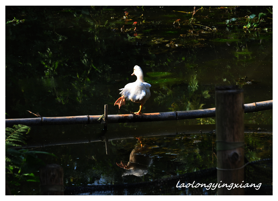 DSC_2779_副本.jpg