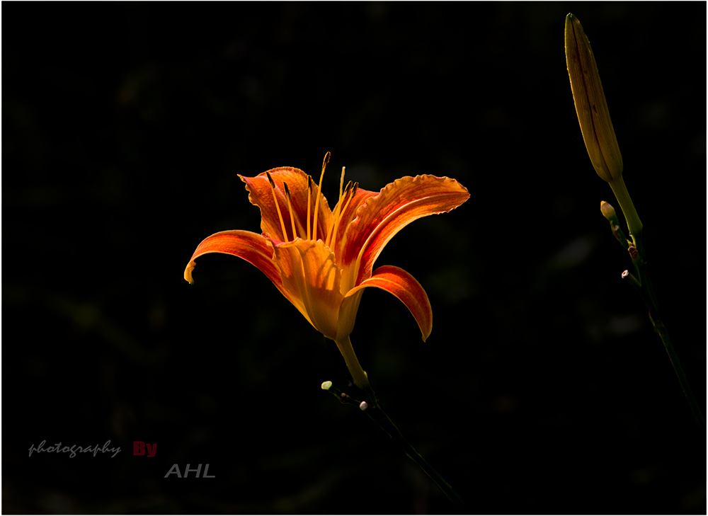 IMG_9599.jpg