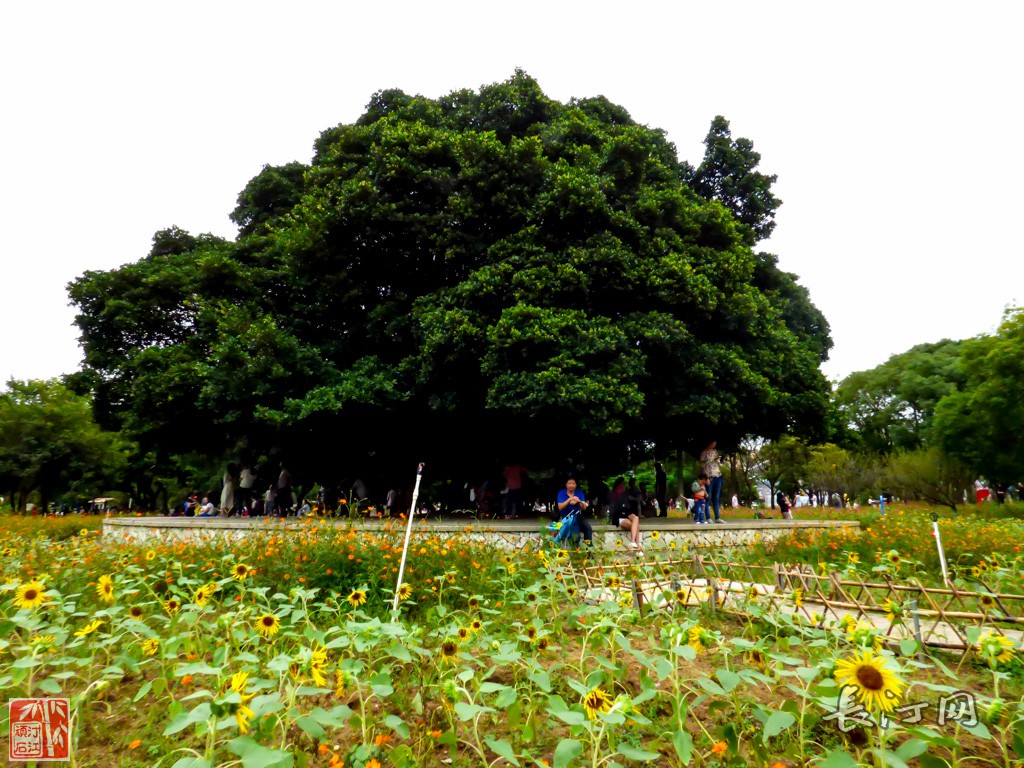 忠仑公园赏花11.jpg