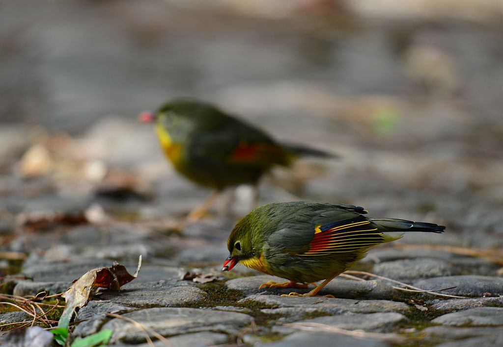 DSC_7285.JPG