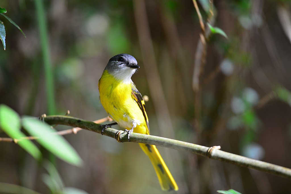 DSC_7270.JPG