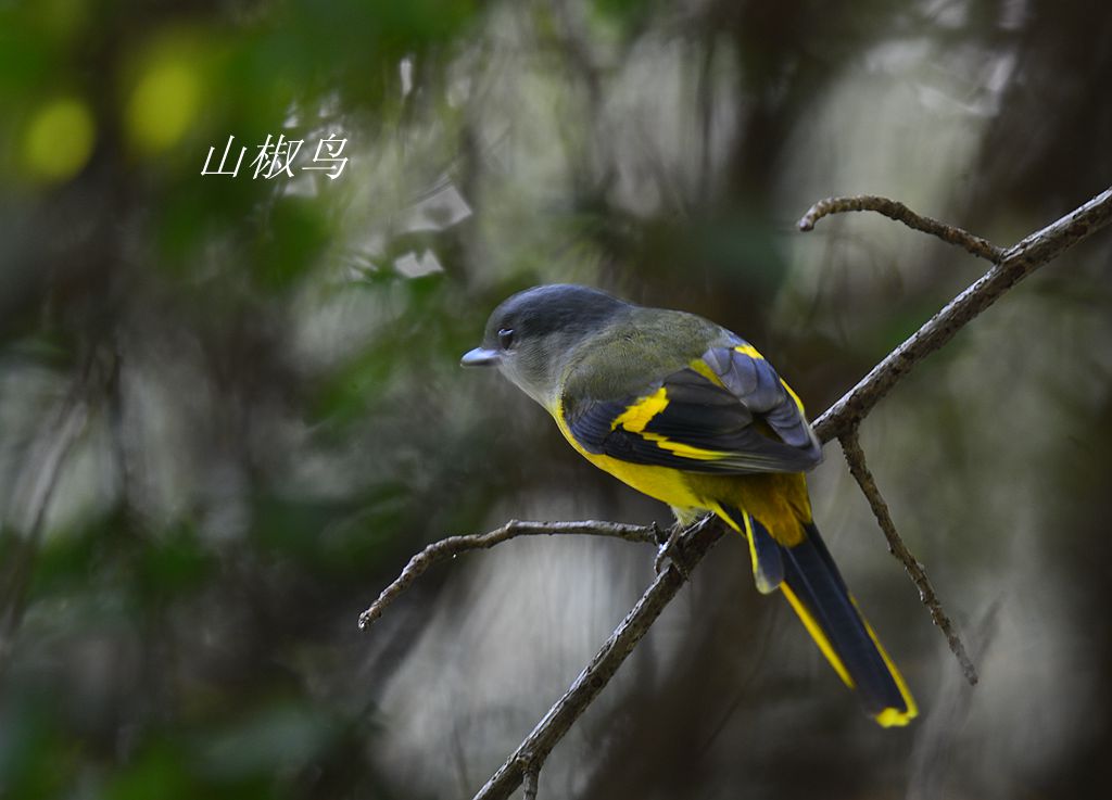DSC_7293.JPG