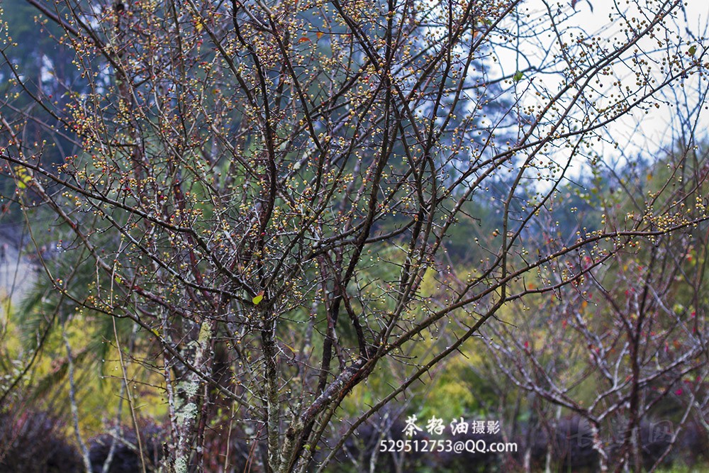 _MG_1152汀州摄影.jpg