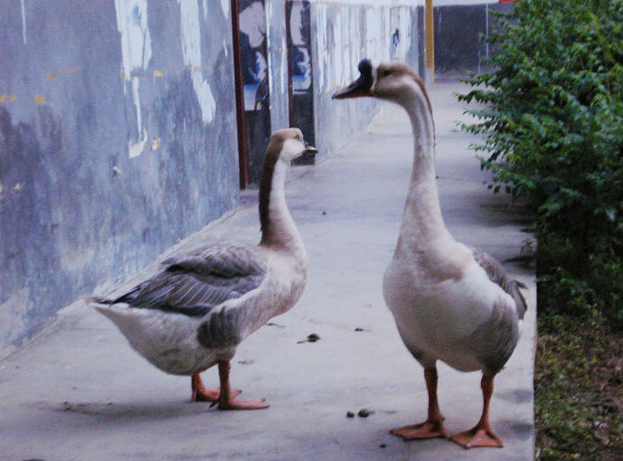 DSC04168.JPG