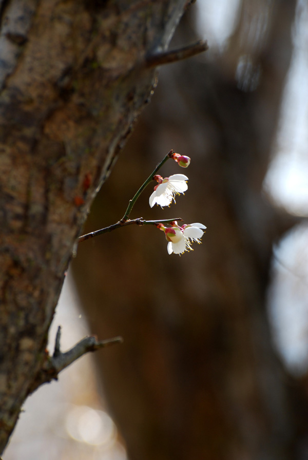 DSC_0031.jpg